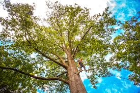 Best Arborist Consultation Services  in USA